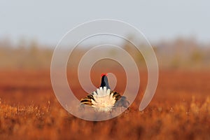 Black Grouse (Tetrao tetrix) tail at sunrise