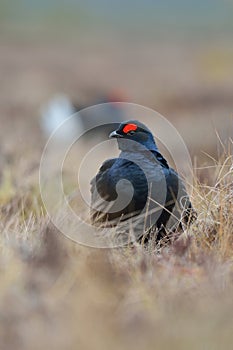 Black grouse