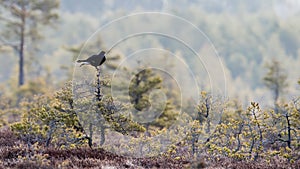 Black Grouse on top of a small pine