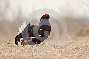 Black grouses in breeding plumage-001