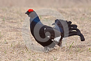 Black grouses in breeding plumage-005