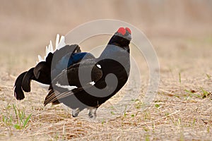 Black grouses in breeding plumage-007