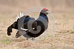 Black grouses in breeding plumage-009