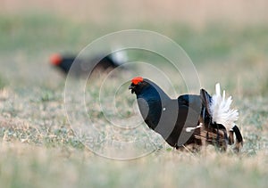 Black grouses in breeding plumage