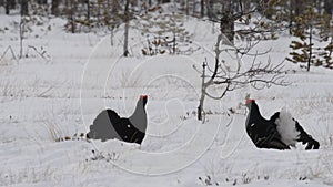 Black Grouses lekking on the snow. Male. Scientific name : Tetrao Tetrix. Natural habitat. Early Spring