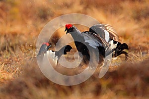 Black Grouses, Tetrao tetrix, lekking fight black birds in marshland. Red cap heads, animal in nature forest habitat, Norway. Wild