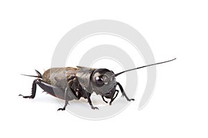 Black Gryllus Bimaculatus Cricket Isolated On White Background.