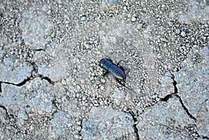 Black gryllus campestris European field cricket, field cricket crawling on gray earth background