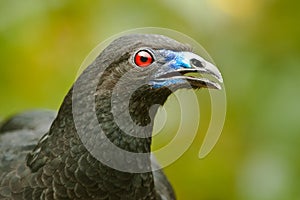 Black Guan