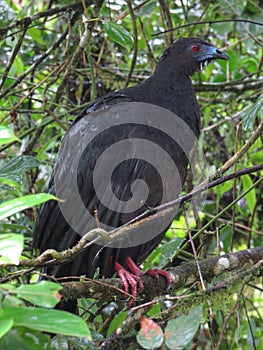 Black Guan