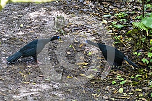 Black guan - Chamaepetes unicolor - Costa rica