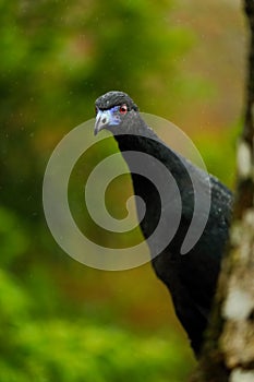 Black Guan, Chamaepetes unicolor, portrait of dark tropic bird with blue bill and red eyes, animal in the mountain tropical forest