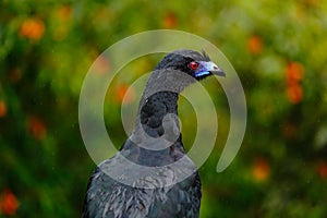 Black Guan, Chamaepetes unicolor, portrait of dark tropic bird with blue bill and red eyes, orange bloom flower, animal in the photo