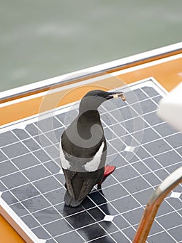 Black guillemot, Cepphus grylle