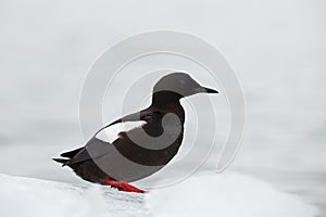 Black Guillemot, Cepphus grylle, black water bird with red legs, sitting on the ice with snow, animal in the nature habitat