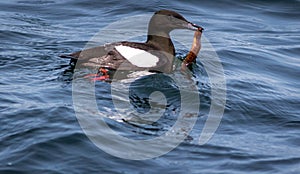 Black Guillemot, Cepphus grylle, with rock gunnel fish in water