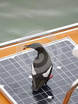 Black guillemot, Cepphus grylle photo