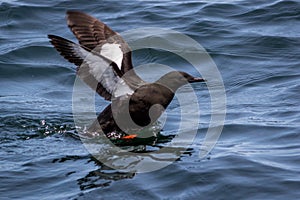 Black Guillemot, Cepphus grylle, about to fly out of water