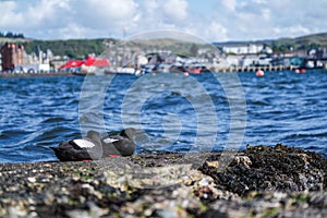 Black Guillemot on a pier