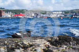 Black Guillemot on a pier