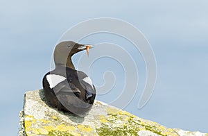 Black guillemot on a rock with a fish in the beak