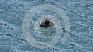 Black guillemot swimming the Irish Sea