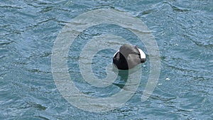 Black guillemot swimming the Irish Sea