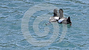 Black guillemot swimming the Irish Sea