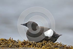 The black guillemot or tystie on a kelp bed