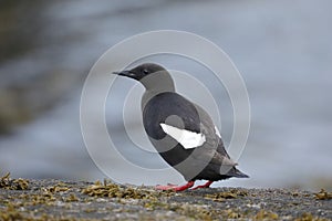 The black guillemot or tystie up close