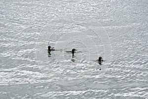 Black guillemots swimming around the sea.