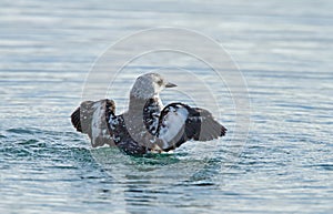 Black Guillimot, cepphus grylle
