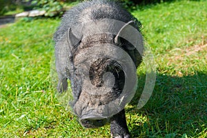 Black guinea pig with big fangs