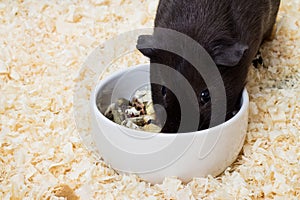 Black guinea pig eating food