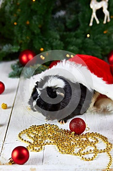 Black guinea pig among new years decoration