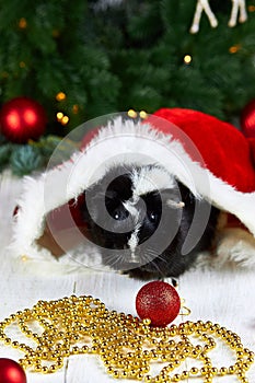 Black guinea pig among new years decoration