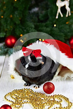 Black guinea pig among new years decoration