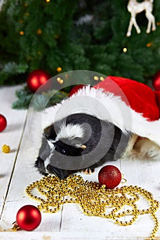 Black guinea pig among new years decoration