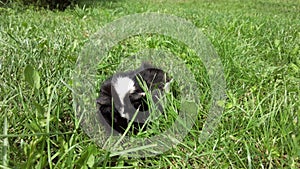 Black Guinea pig outdoors in summer eat grass