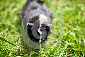 Black Guinea pig sitting outdoors in summer, Pet calico guinea pig grazes in the grass