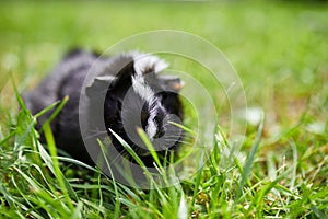 Black Guinea pig sitting outdoors in summer, Pet calico guinea pig grazes in the grass