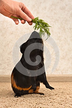 Black guinea pig stands on its hind legs