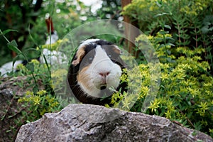 Black guinea pig in yellow flower