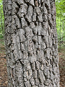 Tree Identification. Tree Bark. Black Gum. Nyssa Sylvatica