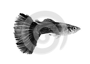 Black guppy fish on white background