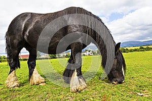 Black Gypsy horse aka Gypsy Vanner or Irish Cob grazes on pasture