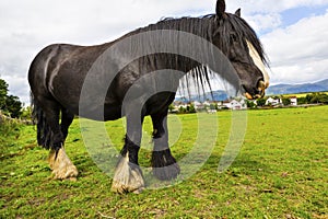 Black Gypsy horse aka Gypsy Vanner or Irish Cob grazes on pasture