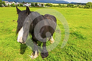 Black Gypsy horse aka Gypsy Vanner or Irish Cob grazes on pasture