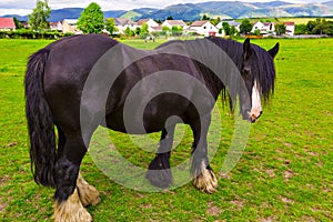 Black Gypsy horse aka Gypsy Vanner or Irish Cob grazes on pasture