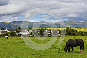 Black Gypsy horse aka Gypsy Vanner or Irish Cob grazes on pasture